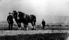 Thomas Mottram with his shirehorses and plough, Handsworth Hall Farm