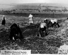 Potato picking at Mallender's, now Rother Valley Park, Beighton Potato picking at Mallender's, now Rother Valley Park, Beighton
