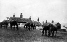 Sheffield Lane Paddocks, Group Mares in front of Stud Grooms' Cottage
