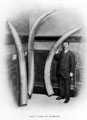 View: s10670 John Rodgers, managing director and giant tusks on the staircase at Joseph Rodgers and Sons Ltd.