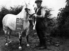 Pit pony from Handsworth Colliery, Won 3rd prize in the coal owners exhibit of pit ponies at the Great Yorkshire Horse Show
