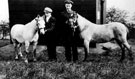 Pit ponies from Handsworth Colliery