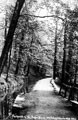 Footpath to Forge Dam, Whiteley Woods