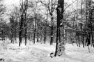 Winter scene, Ecclesall Wood