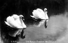 King's swans, Whiteley Woods
