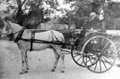 Unidentified couple in pony and trap possibly taken at Normanton Springs