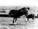 Kicking up heels out at pasture the last of the horses from the stables of Brightside and Carbrook Co-op., Broughton Lane Depot.