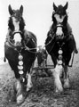 Mr. H. Kaye, farmer, Midhopestones with his two Shire Horses, horse on the left named 'Gibbo'