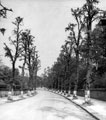 Kenwood Park Road, trees pruned 1942-43
