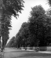 Rundle Road, trees pruned 1940-41 (C.P.R.E. said this avenue was ruined)