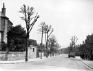 Sheldon Road, Nether Edge, showing trees after pruning