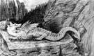 Sketch of the Dragon of Wantley,