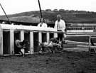 View: s28587 Greyhound racing, Owlerton Stadium