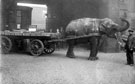 View: t00370 Lizzie Ward (elephant) working for T. W. Ward, Albion Works