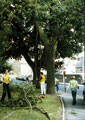 Tree surgeons lopping trees, Lydgate Lane