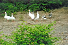 Geese on an island downstream from Walk Mill Weir in the River Don from Effingham Street on the Five Weirs Walk 