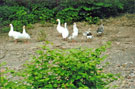 View: t04250 Geese on an island downstream from Walk Mill Weir in the River Don from Effingham Street on the Five Weirs Walk 
