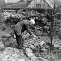 Mr. Joseph Hopkinson standing at the site of a (modified) crater made by a German bomb dropped on the night of 12/13th December 1940 at the bottom of the garden of 76 Crawford Road, Norton Lees