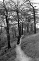 Austin Brackenbury walking up the path through the upper part of Carr Wood