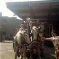 Horse drawn dray at Tennant Brothers Ltd., Exchange Brewery, Bridge Street