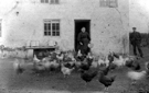 Old' Mrs Mott feeding the poultry at Mason Lathe/Low House, Nether Shire Green, off Bellhouse Road Old' Mrs Mott feeding the poultry at Mason Lathe/Low House, Nether Shire Green, off Bellhouse Road