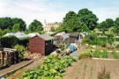 Allotments on Marsh Lane, Crosspool, with Crookes Cemetery in the background