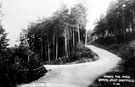 Among the pines', Wyming Brook Drive, Rivelin Among the pines', Wyming Brook Drive, Rivelin