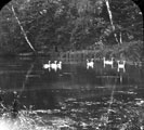 Swans on unidentified lake, possibly a dam in the Endcliffe area Swans on unidentified lake, possibly a dam in the Endcliffe area
