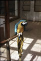 The macaw in the Botanical Gardens The macaw in the Botanical Gardens