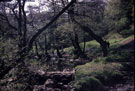 Fishing at Rivelin Glen