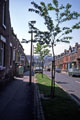 General Improvement Area Trees Planted in Balfour Road, Darnall 