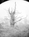 Montgomery Oaks, also known as Brincliffe Oaks, on land situated at junction of Oak Dale Road and Oak Hill Road, Nether Edge, (looking towards Oak Dale Road, prior to construction of housing on land at rear), demolished 1925
