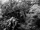 East end of terraced vaults showing overgrown state, General Cemetery
