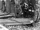 Grave damaged by vandals showing dense vegetation, General Cemetery. Situated on path between the Church of England Chapel and the Mark Firth Monument