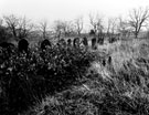 General Cemetery from below Mark Firth Walk looking towards Montague Street, shortly before the inception of the Job Creation Scheme