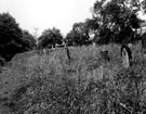 General Cemetery showing eastern corner of cemetery, adjoining Cemetery Road, three months after completion of the Job Creation Scheme