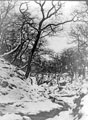 Black Brook, Rivelin Valley in the Snow