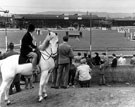 View: s29041 Showjumping, Owlerton Stadium