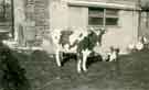 Grange Farm, Norton, 1962. View showing the dairy on the side of the barn. On the extreme left can be seen the gate out to Herewards Road.