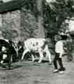 Grange Farm, Norton, 1962. Bringing the cows in for milking.
