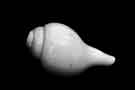 Shankha (ritual conch shell), Sheffield Hindu Samaj, Pitsmoor