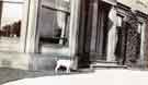 Dog outside Hallam Gate, Crookes, Sheffield, Arthur Wightman's main residence