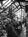 Greenhouses at 'The Oakes', Oakes Park, Norton Lane, Norton