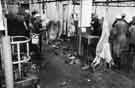General view of the sheep dressing line, Sheffield Corporation Abattoir, Cricket Inn Road