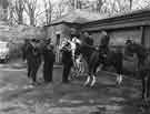 Police work - Mounted police section being inspected at their stables