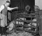 Weighing pigs for market, Longley Hall Farm, Crowder Road