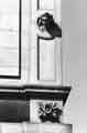 View: s39305 Carved stonework on Sheffield Water Works Company offices, Division Street, later became Transport Offices (known as Cambridge House), 