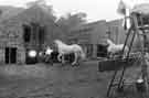 Horses at the Abbeydale Works (latterly Abbeydale Industrial Hamlet) 