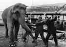 View: s42181 Elephant at Gerry Cottle's Circus, Brightside Lane