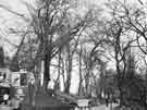Clearing trees on Whiteley Wood Road, Fulwood Clearing trees on Whiteley Wood Road, Fulwood